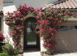 Rose 'Red Climber' - blooming